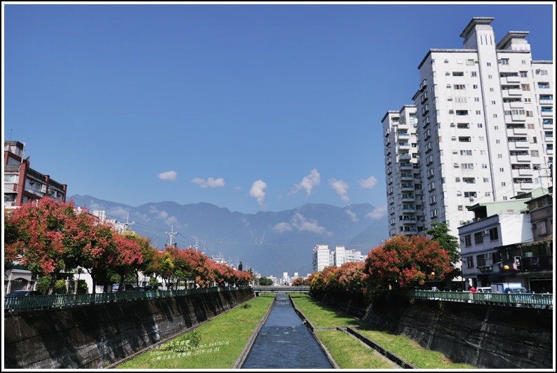 七腳川溪台灣欒樹-2019-10-16.jpg