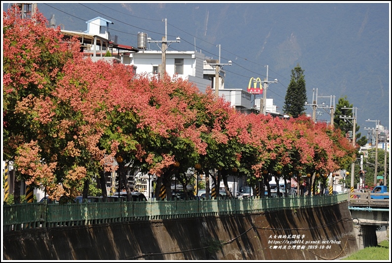 七腳川溪台灣欒樹-2019-10-17.jpg