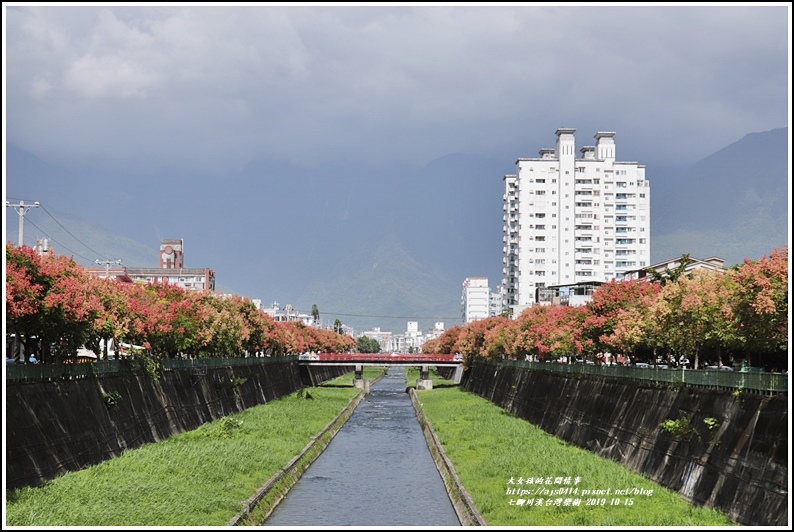 七腳川溪台灣欒樹-2019-10-22.jpg