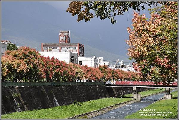 七腳川溪台灣欒樹-2019-10-26.jpg