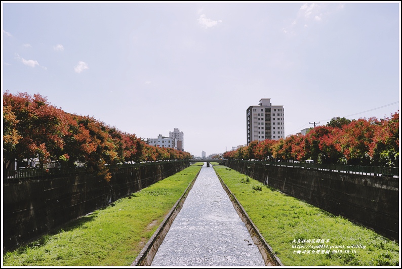 七腳川溪台灣欒樹-2019-10-28.jpg