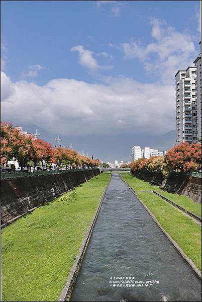 七腳川溪台灣欒樹-2019-10-27.jpg