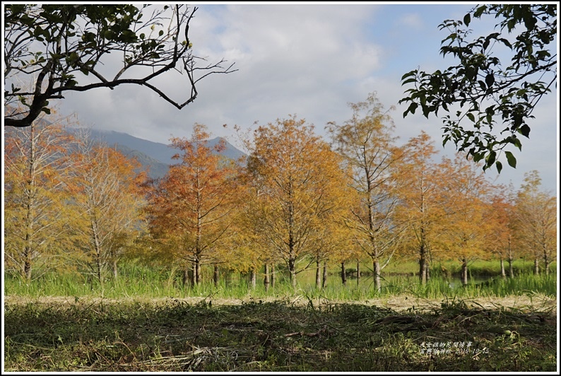 富興落羽松林-2019-10-13.jpg