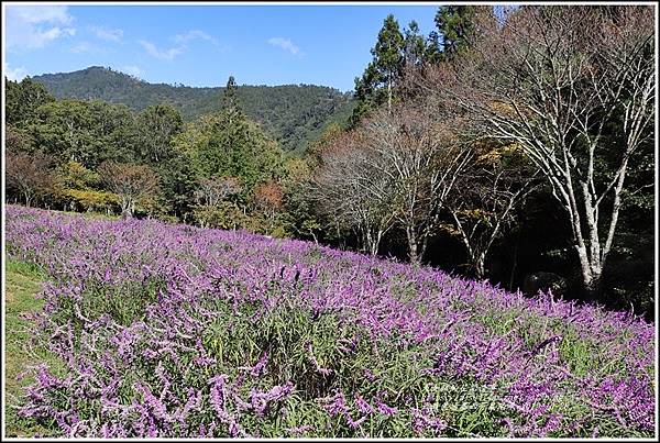 武陵農場墨西哥鼠尾草-2019-10-02.jpg