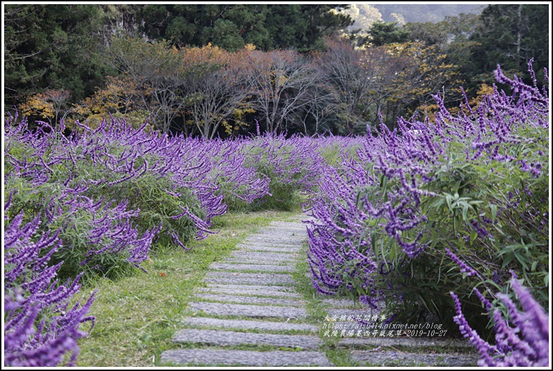 武陵農場墨西哥鼠尾草-2019-10-34.jpg