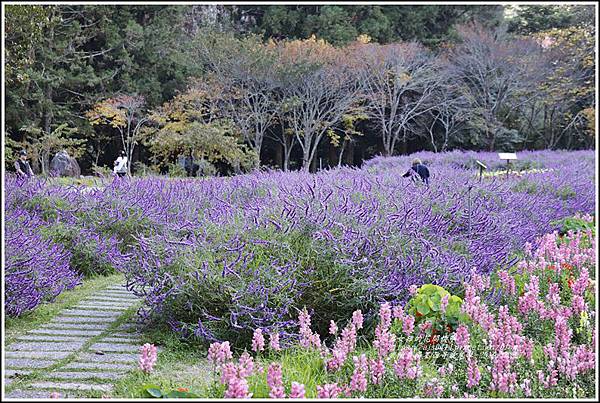 武陵農場墨西哥鼠尾草-2019-10-32.jpg