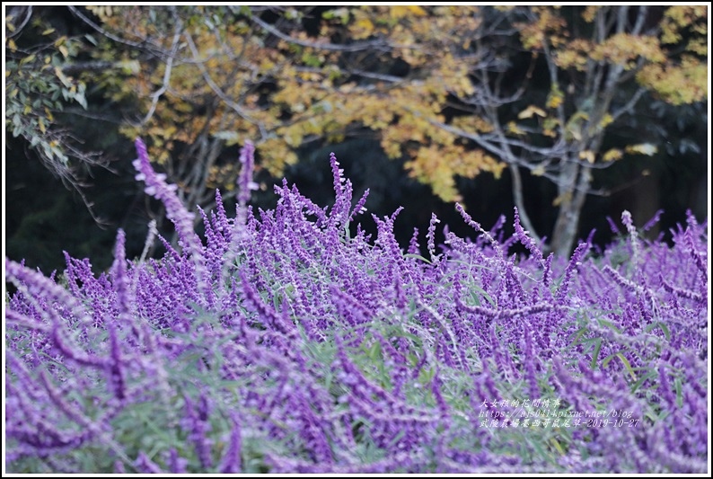 武陵農場,墨西哥鼠尾草,花海,桃山瀑布,黃金楓,福壽山農場,雪霸國家公園,台中,和平,紫色花海,鼠尾草,拍照,打卡,IG