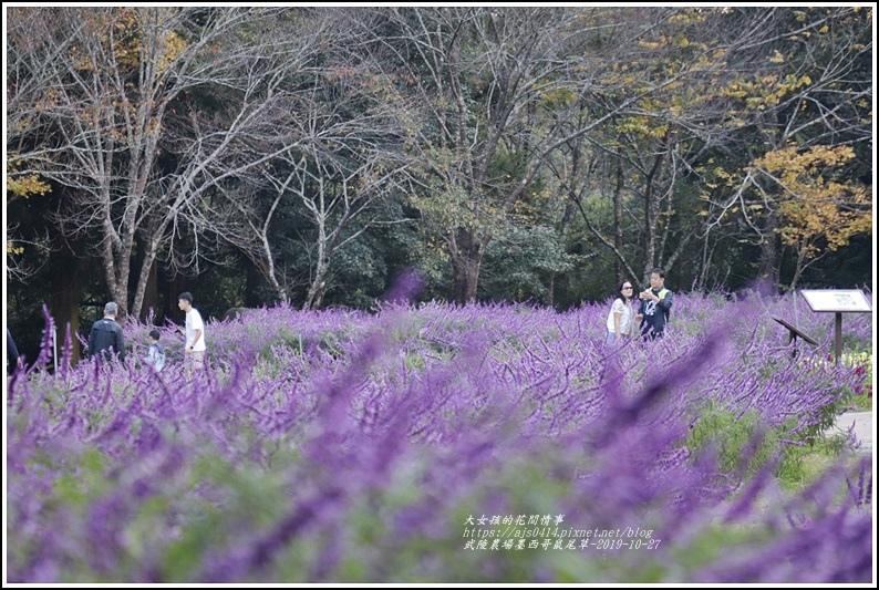 武陵農場墨西哥鼠尾草-2019-10-73.jpg