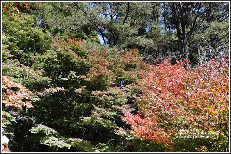 福壽山松盧掌葉楓-2019-10-02.jpg