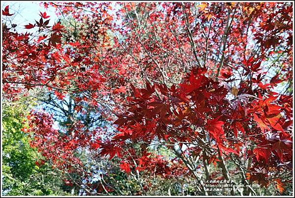 福壽山農場楓紅-2019-10-06.jpg