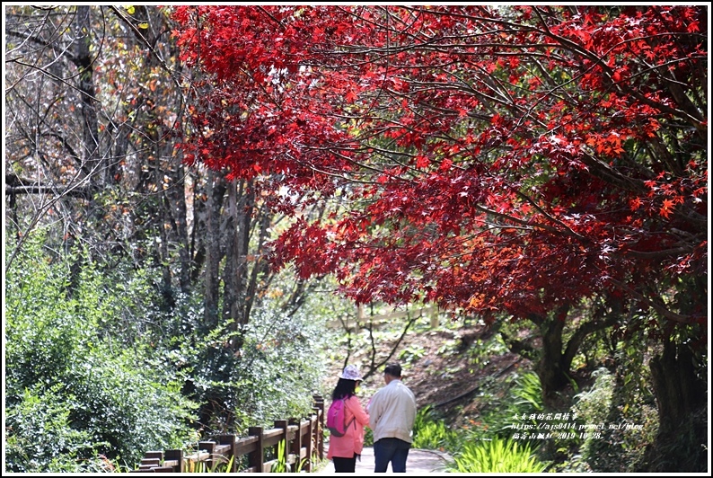 福壽山農場楓紅-2019-10-38.jpg