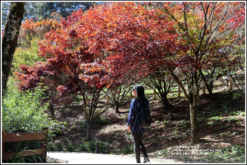 福壽山農場楓紅-2019-10-44.jpg