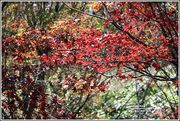 福壽山農場楓紅-2019-10-48.jpg