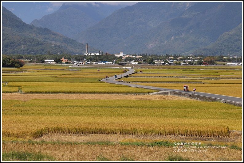 19年池上萬安輕旅 漫遊暢影伯朗大道 天堂路 金城武樹 秋收迷人風采 滿眼黃金稻 輕旅行