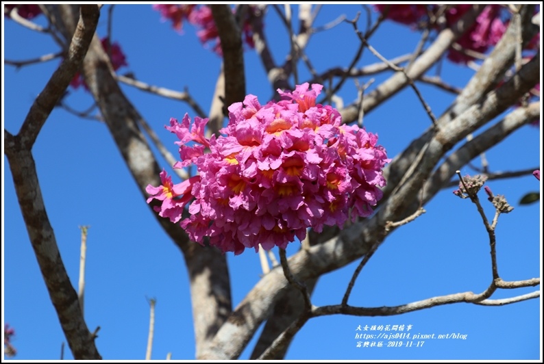 富興社區洋紅風鈴木-2019-11-06.jpg