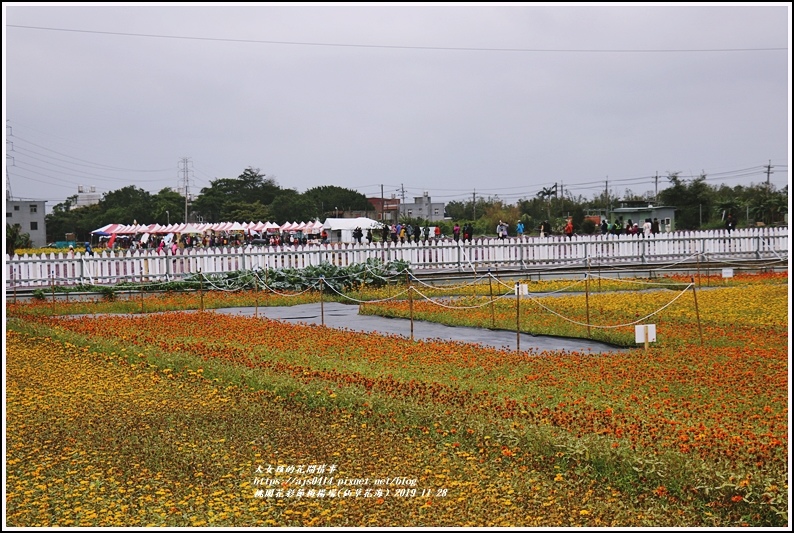 桃園花彩節梅楊場(仙草花海)-2019-11-02.jpg