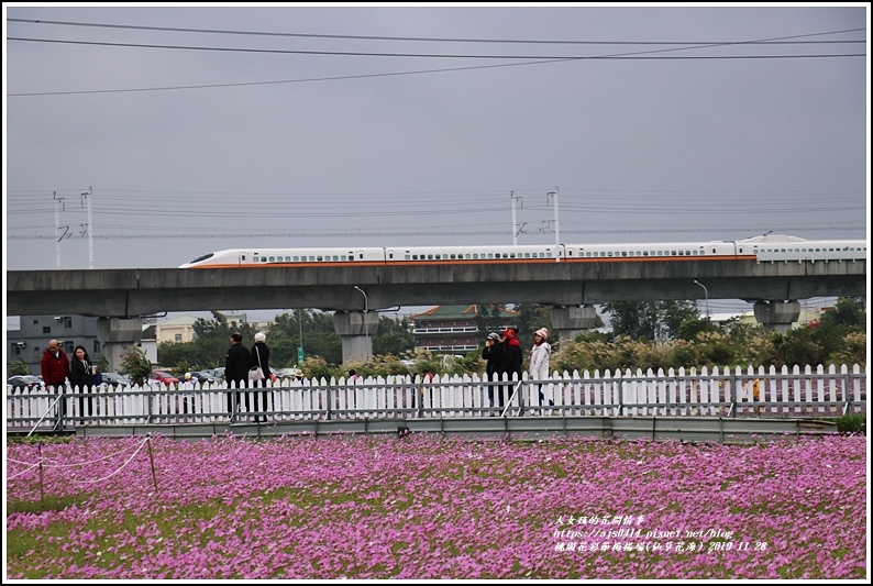 桃園花彩節梅楊場(仙草花海)-2019-11-01.jpg