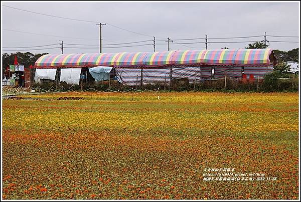 桃園花彩節梅楊場(仙草花海)-2019-11-03.jpg