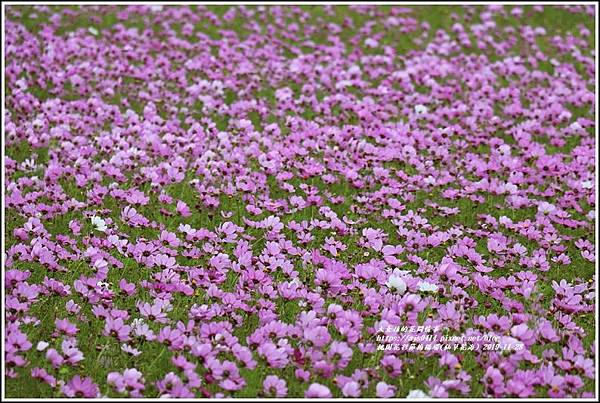 桃園花彩節梅楊場(仙草花海)-2019-11-05.jpg