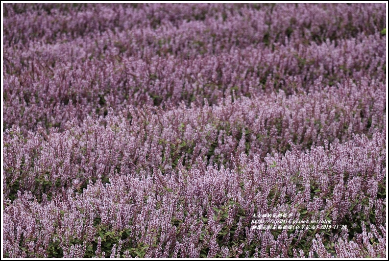 桃園花彩節梅楊場(仙草花海)-2019-11-09.jpg