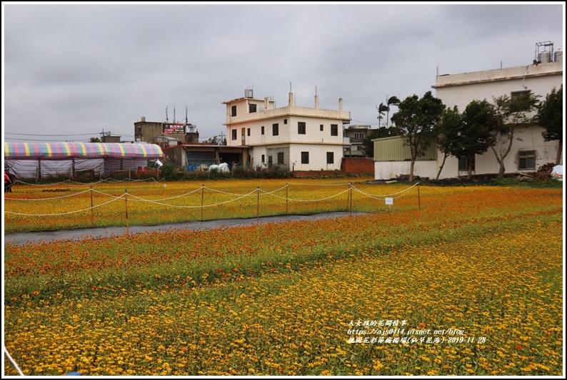 桃園花彩節梅楊場(仙草花海)-2019-11-07.jpg