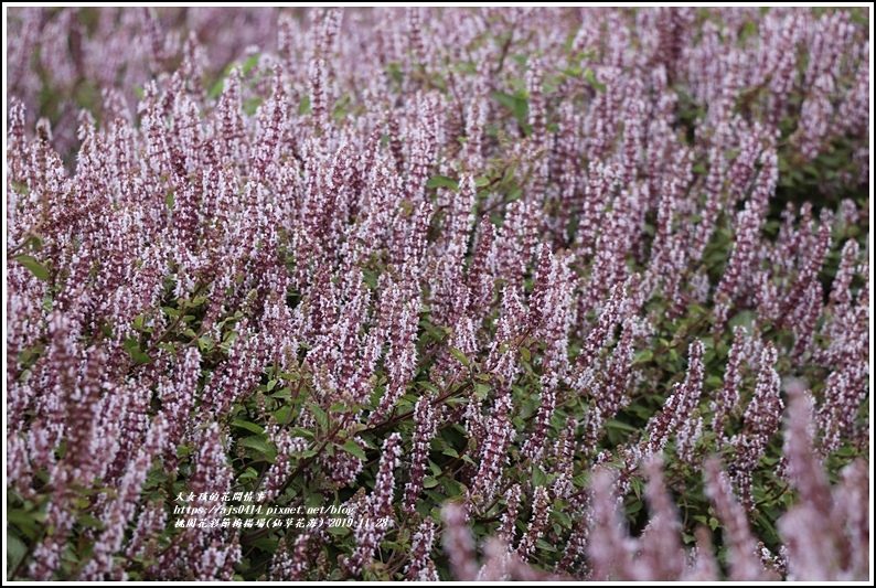 桃園花彩節梅楊場(仙草花海)-2019-11-12.jpg