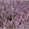 桃園花彩節梅楊場(仙草花海)-2019-11-11.jpg