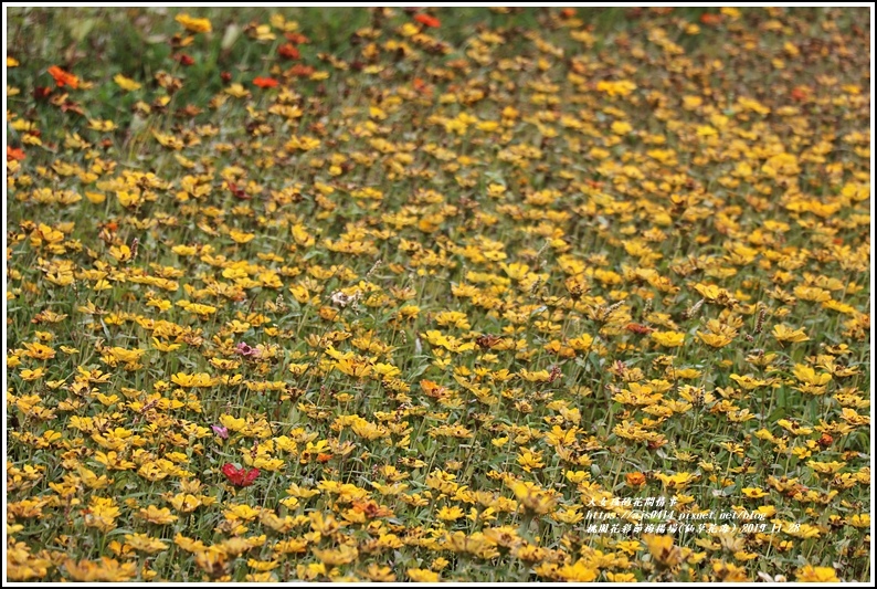 桃園花彩節梅楊場(仙草花海)-2019-11-08.jpg