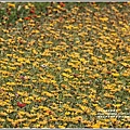 桃園花彩節梅楊場(仙草花海)-2019-11-08.jpg