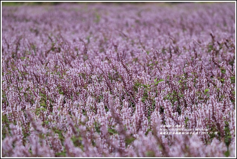 桃園花彩節梅楊場(仙草花海)-2019-11-17.jpg