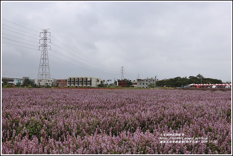 桃園花彩節梅楊場(仙草花海)-2019-11-16.jpg