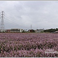 桃園花彩節梅楊場(仙草花海)-2019-11-16.jpg