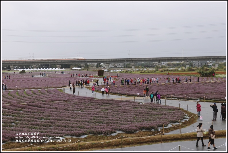 桃園花彩節梅楊場(仙草花海)-2019-11-20.jpg