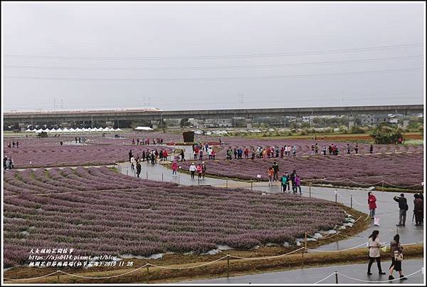 桃園花彩節梅楊場(仙草花海)-2019-11-20.jpg