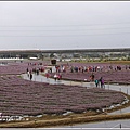 桃園花彩節梅楊場(仙草花海)-2019-11-20.jpg