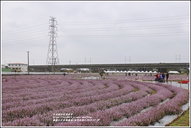 桃園花彩節梅楊場(仙草花海)-2019-11-18.jpg