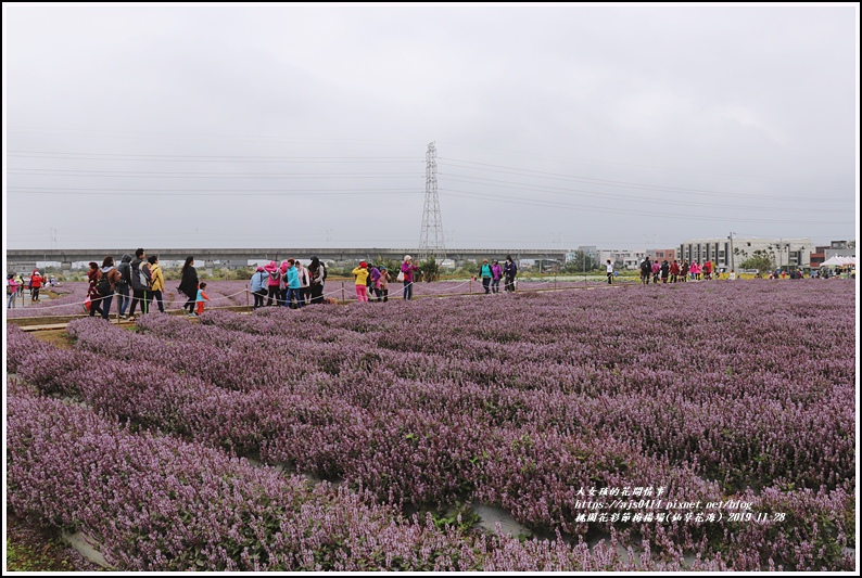 桃園花彩節梅楊場(仙草花海)-2019-11-19.jpg