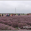 桃園花彩節梅楊場(仙草花海)-2019-11-19.jpg