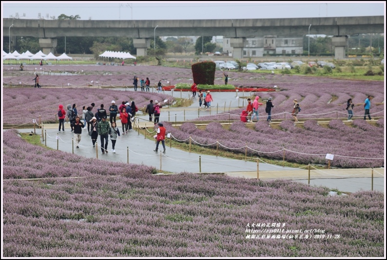 桃園花彩節梅楊場(仙草花海)-2019-11-24.jpg