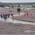 桃園花彩節梅楊場(仙草花海)-2019-11-24.jpg