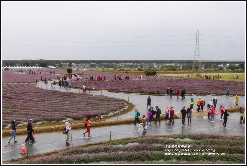 桃園花彩節梅楊場(仙草花海)-2019-11-22.jpg