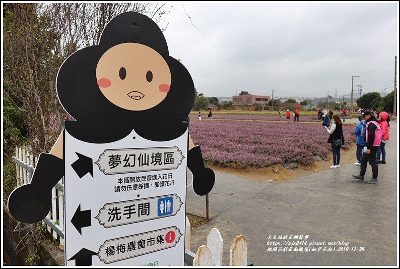 桃園花彩節梅楊場(仙草花海)-2019-11-32.jpg