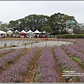 桃園花彩節梅楊場(仙草花海)-2019-11-30.jpg