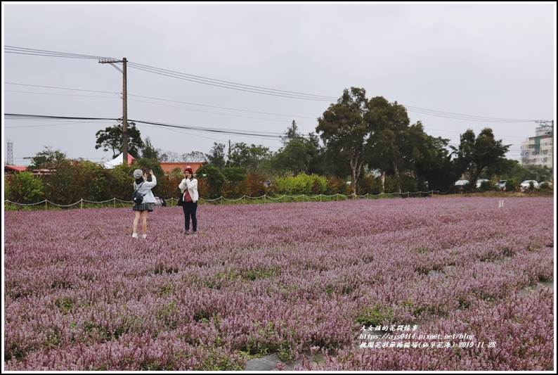 桃園花彩節梅楊場(仙草花海)-2019-11-34.jpg