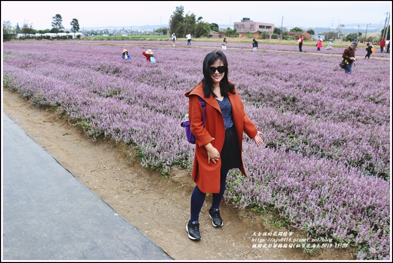 桃園花彩節梅楊場(仙草花海)-2019-11-33.jpg