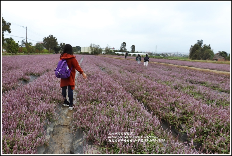 桃園花彩節梅楊場(仙草花海)-2019-11-39.jpg