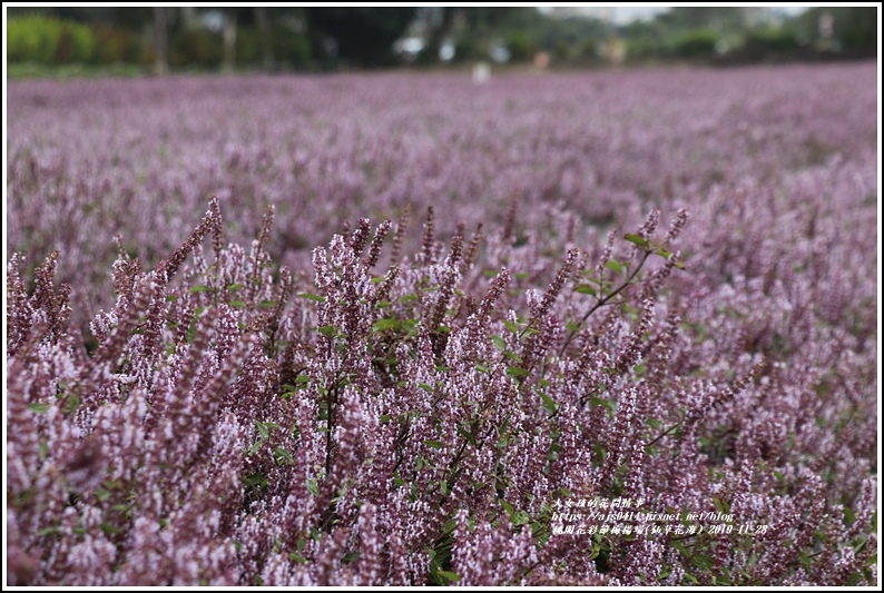 桃園花彩節梅楊場(仙草花海)-2019-11-35.jpg