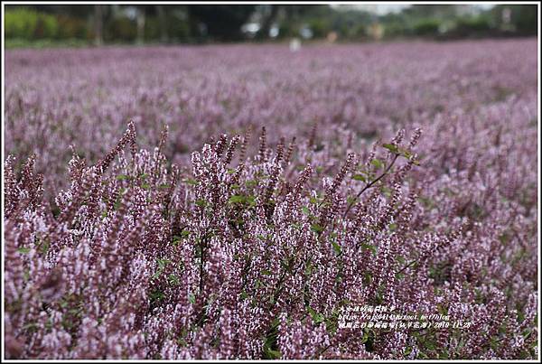 桃園花彩節梅楊場(仙草花海)-2019-11-35.jpg