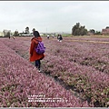 桃園花彩節梅楊場(仙草花海)-2019-11-43.jpg