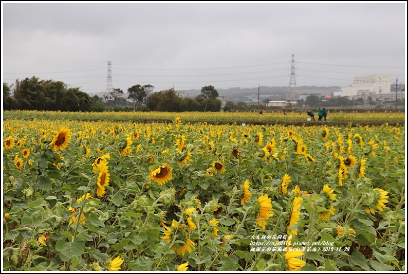 桃園花彩節梅楊場(仙草花海)-2019-11-44.jpg